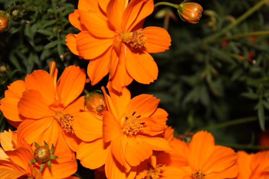 Orangene Blume